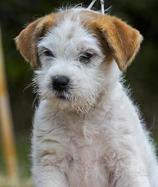 Femmina di jack russell terrier pelo ruvido