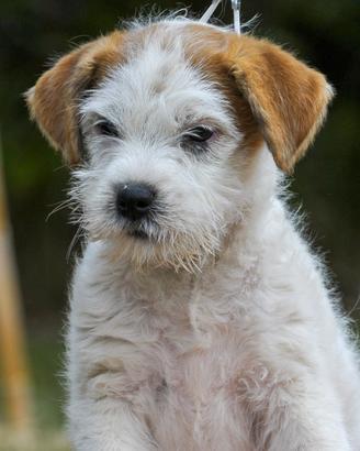Femmina di jack russell terrier pelo ruvido
