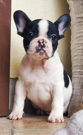 Cuccioli Bulldog Francese Caille