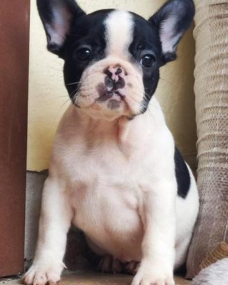 Cuccioli Bulldog Francese Caille