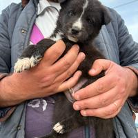 Cucciolino in adozione
