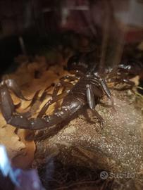 Scorpione heterometrus silenus