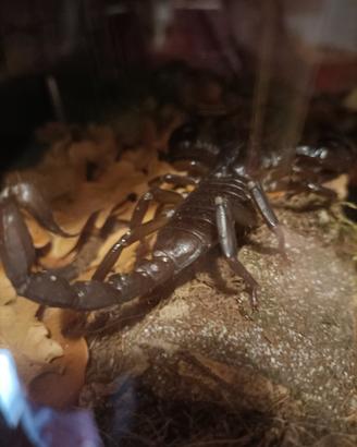 Scorpione heterometrus silenus