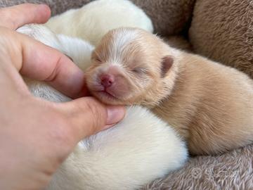 Cuccioli spitz pomerania