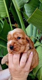 Cocker Spaniel Inglese - Pedigree ENCI