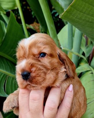Cocker Spaniel Inglese - Pedigree ENCI