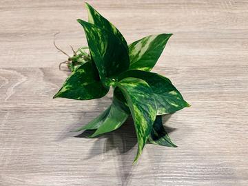 Pianta Pothos Idrocoltura e Acquario
