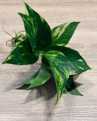 Pianta Pothos Idrocoltura e Acquario