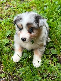 Cuccioli pastore australiano