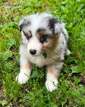 Cuccioli pastore australiano