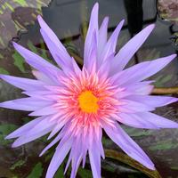 piante per laghetto e giardini acquatici 