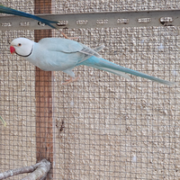 Pappagalli