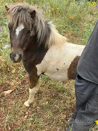 Mini pony