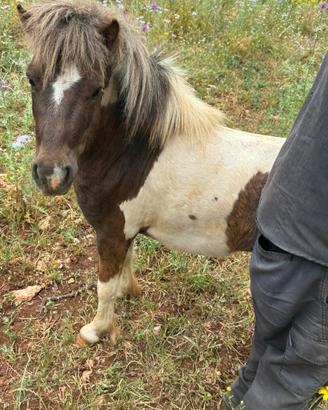 Mini pony