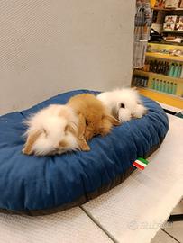 Conigli nani ariete mini lop