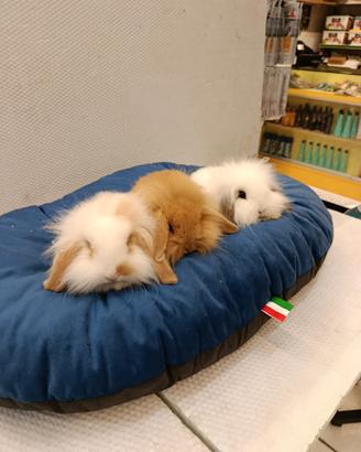 Conigli nani ariete mini lop