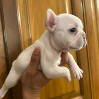 Bulldog francese
