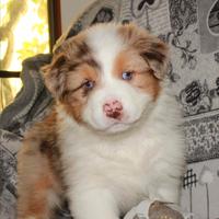 Australian sheperd
