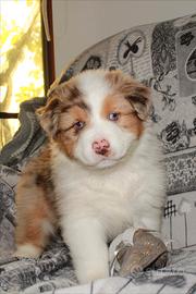 Australian sheperd