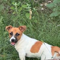 Cucciolo jack russell