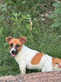Cucciolo jack russell
