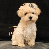 Femmina maltipoo