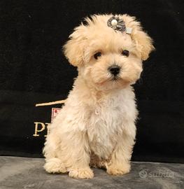 Femmina maltipoo