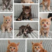 Maine Coon Cuccioli gatti XL