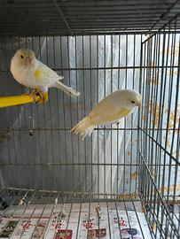 Canarini mosaico giallo