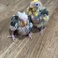 Calopsite imbeccati manuale