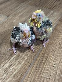 Calopsite imbeccati manuale