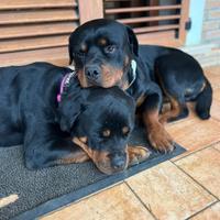 Cuccioli di Rottweiler di Alta Genealogia