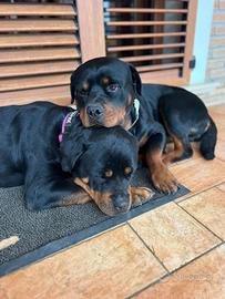 Cuccioli di Rottweiler di Alta Genealogia