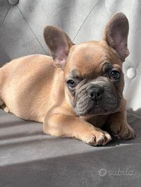 Bulldog francese