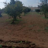 Giardinaggio,potatura riqualificazione terreno 