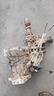 fiat-panda-312-4x4-multijet-cambio