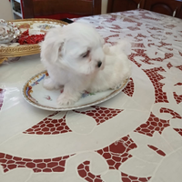 Cuccioli Maltesi