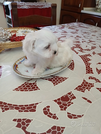 Cuccioli Maltesi