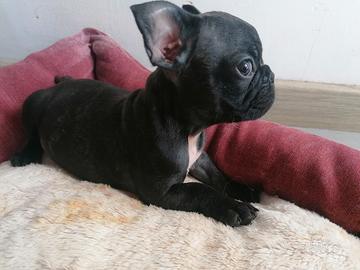 Bulldog francese