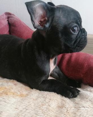 Bulldog francese
