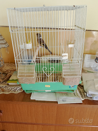 Incardellato di cardellino