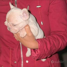 Cuccioli di bulldog francese platinum