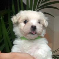 Cuccioli Maltese Maschi