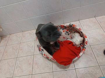 Bulldog francese femmina