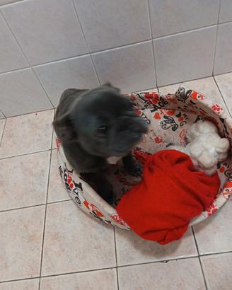 Bulldog francese femmina