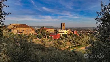 Oliveto con vista 2500 mq