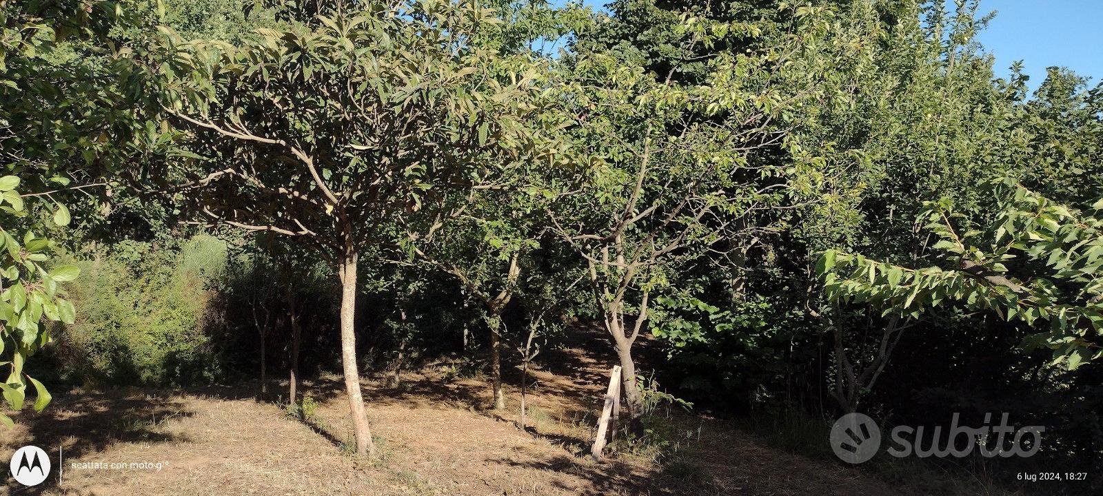 Terreno agricolo con enfiteusi - Vista 4