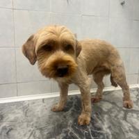 Cagnolino mix Yorky in ADOZIONE
