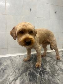 Cagnolino mix Yorky in ADOZIONE