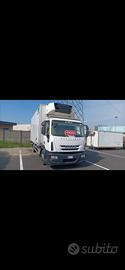 Iveco - frigo 